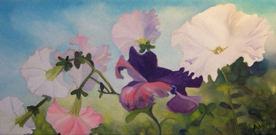Morning Glory
